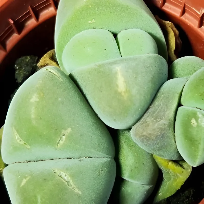 Плейоспилос Мэджик (Pleiospilos Nelii Magic) D5см