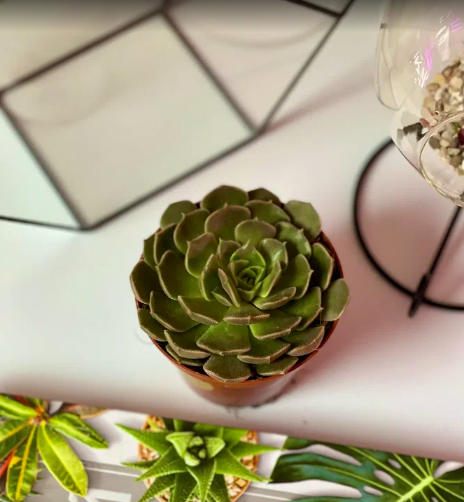 Эхеверия Браун Роуз (Echeveria Brown Rose) D8см
