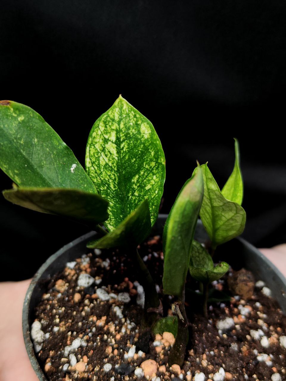 Замиокулькас Хамелеон (Zamioculcas Chameleon) D9см (КЛУБНИ)
