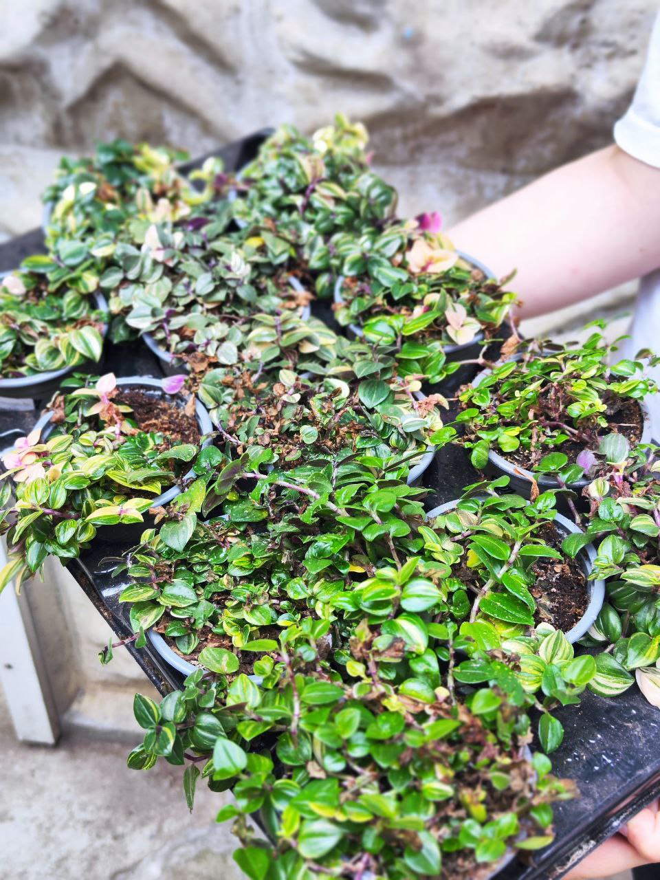 Традесканция Флюминенсис Триколор уцен. (Tradescantia Fluminensis Tricolor) D10см