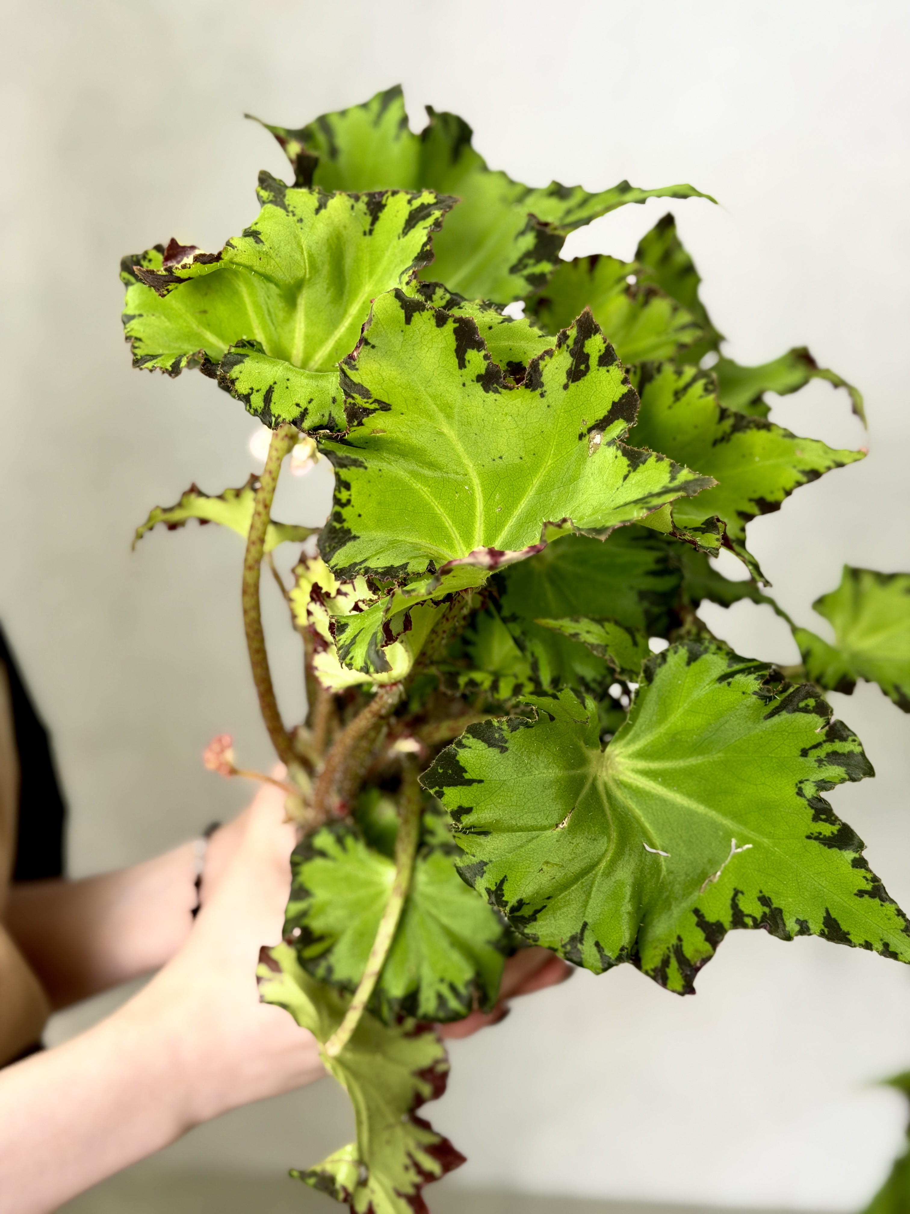 Бегония Рекс Ред Джайв (Begonia Rex Red Jive) D12см