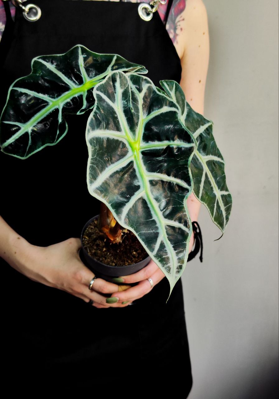 Алоказия Амазоника Дворф (Alocasia Amazonica Dwarf) D11см
