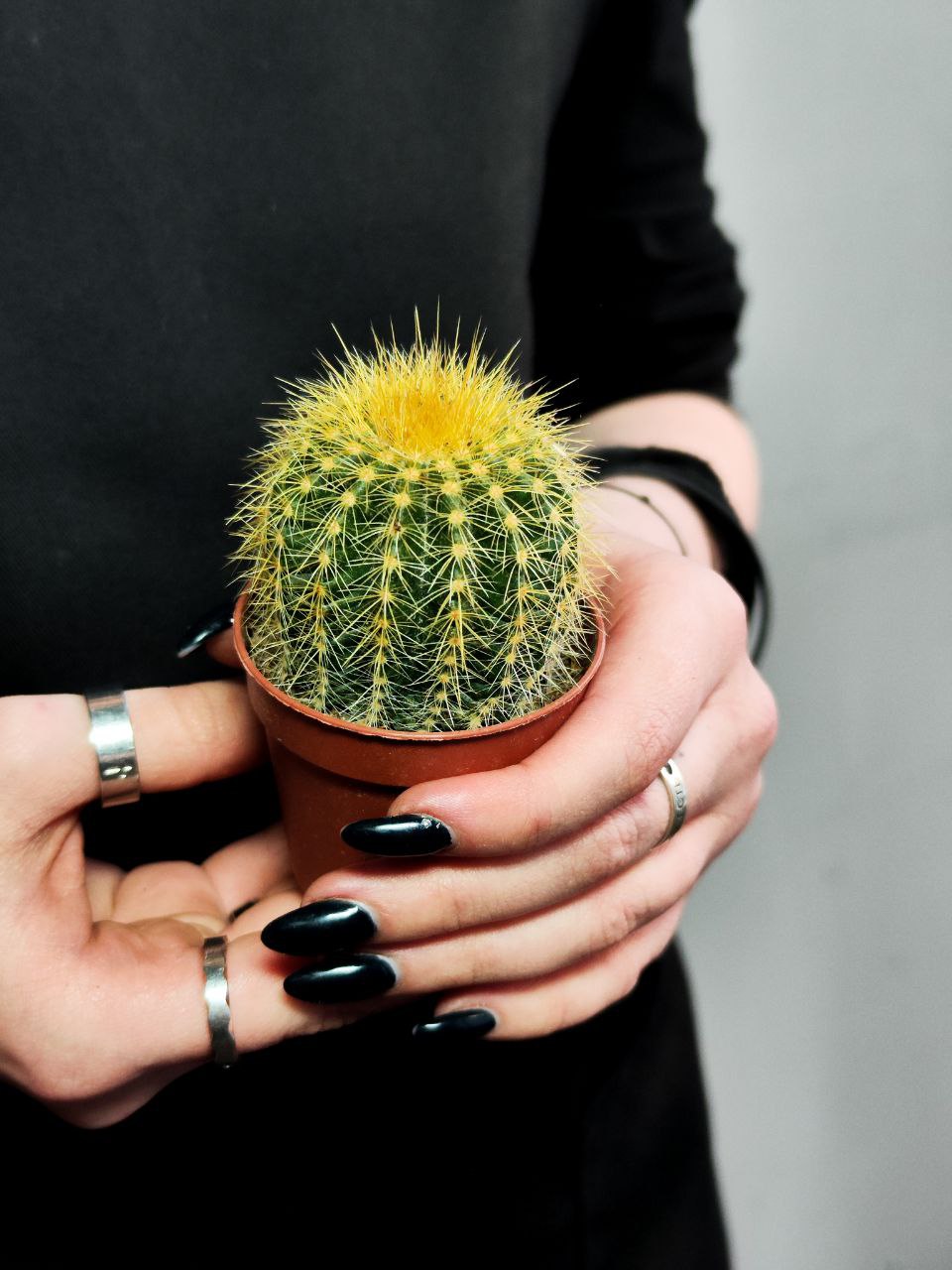 Нотокактус Вараси (Notocactus Warasii) D5см