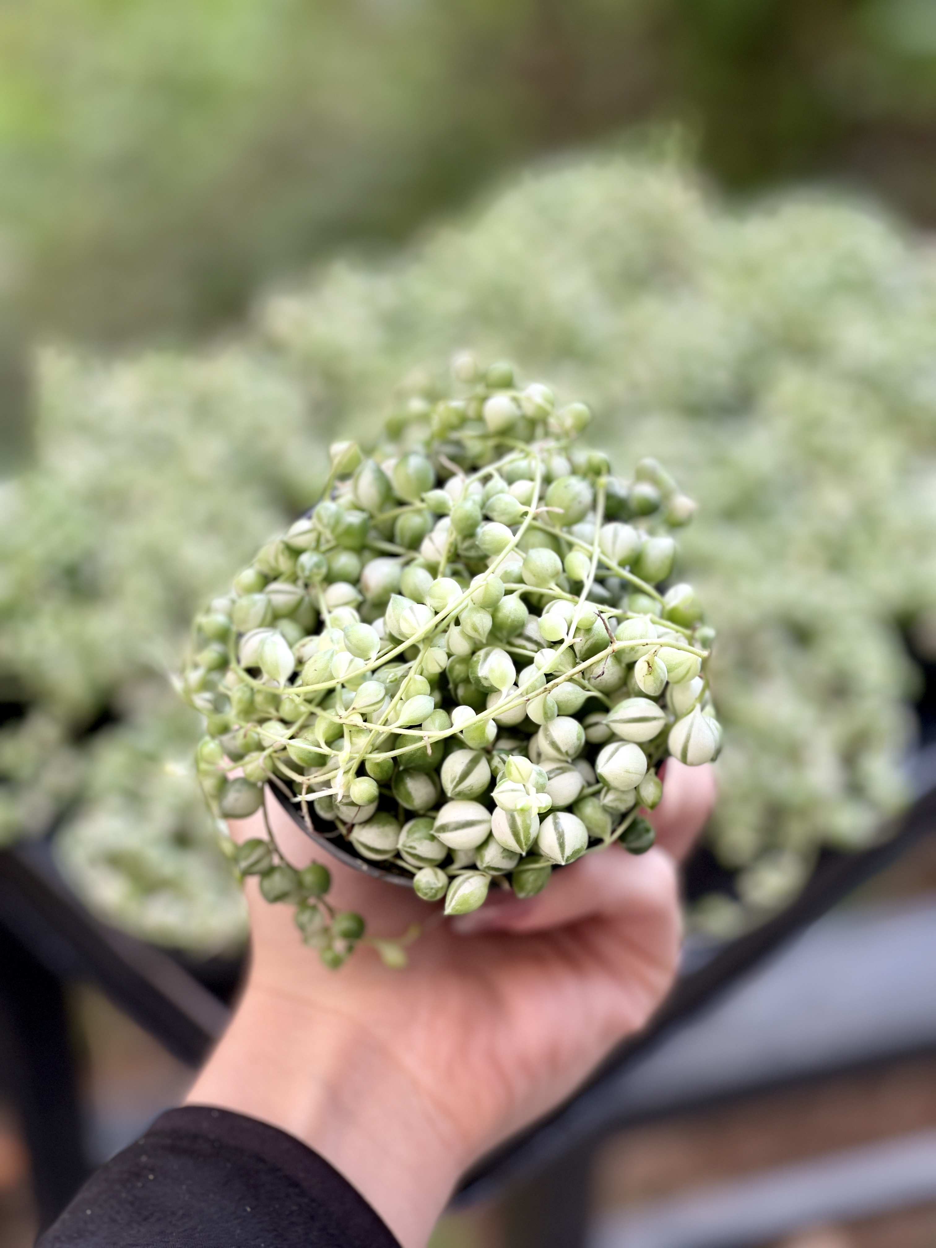 Крестовник Роули Вариегатный (Senecio Rowleyanus Variegata) D8см
