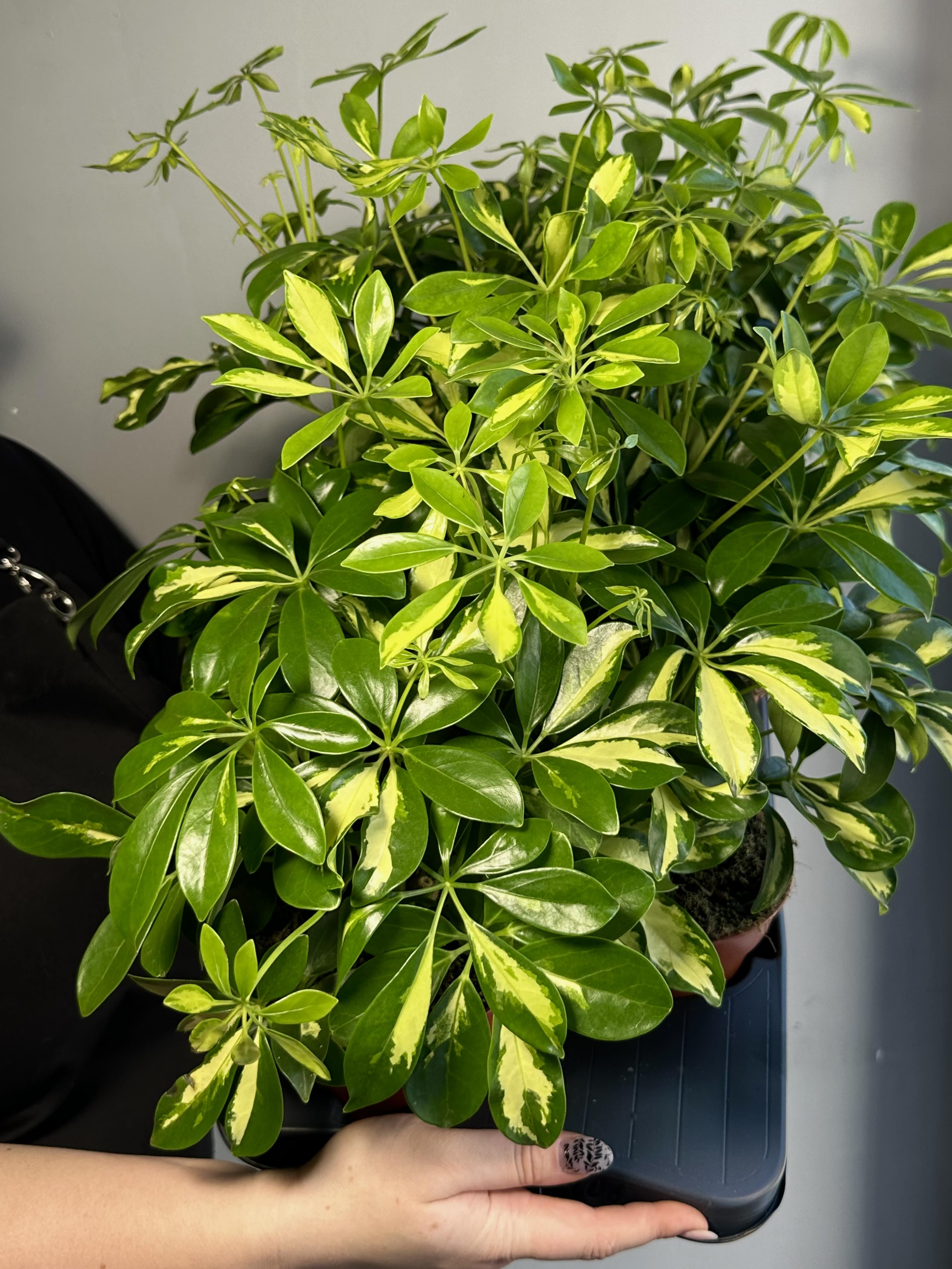 Шеффлера Мадам де Смет (Schefflera Madame De Smet) D12см