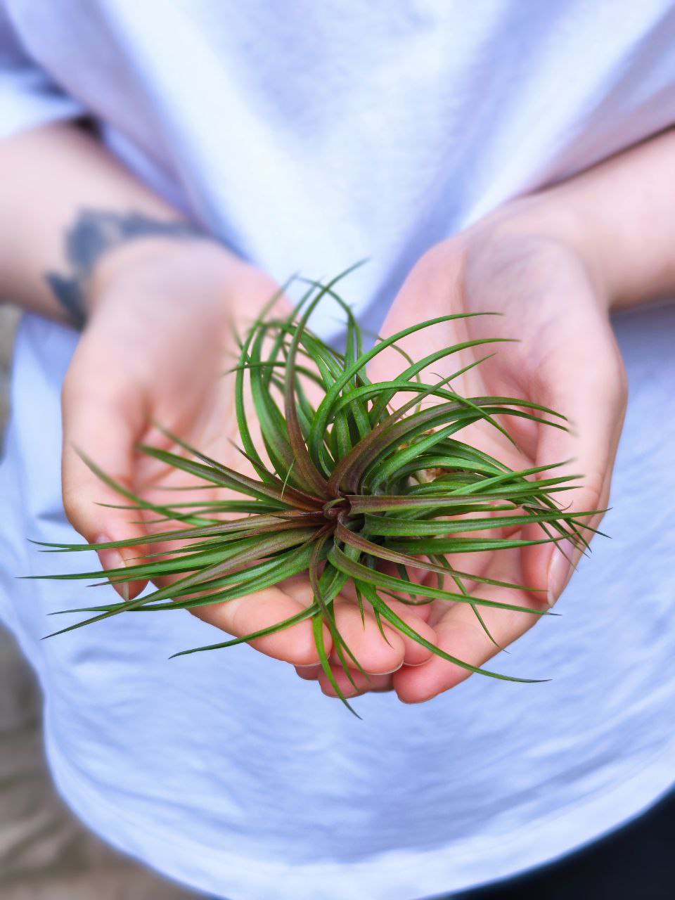 Тилландсия Брихикаулос (Tillandsia brachycaulos)