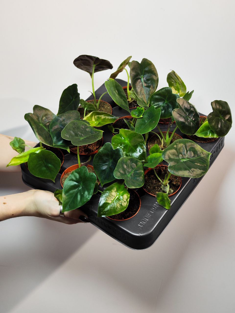 Алоказия Голден Бонни (Alocasia Golden Bone) D6см
