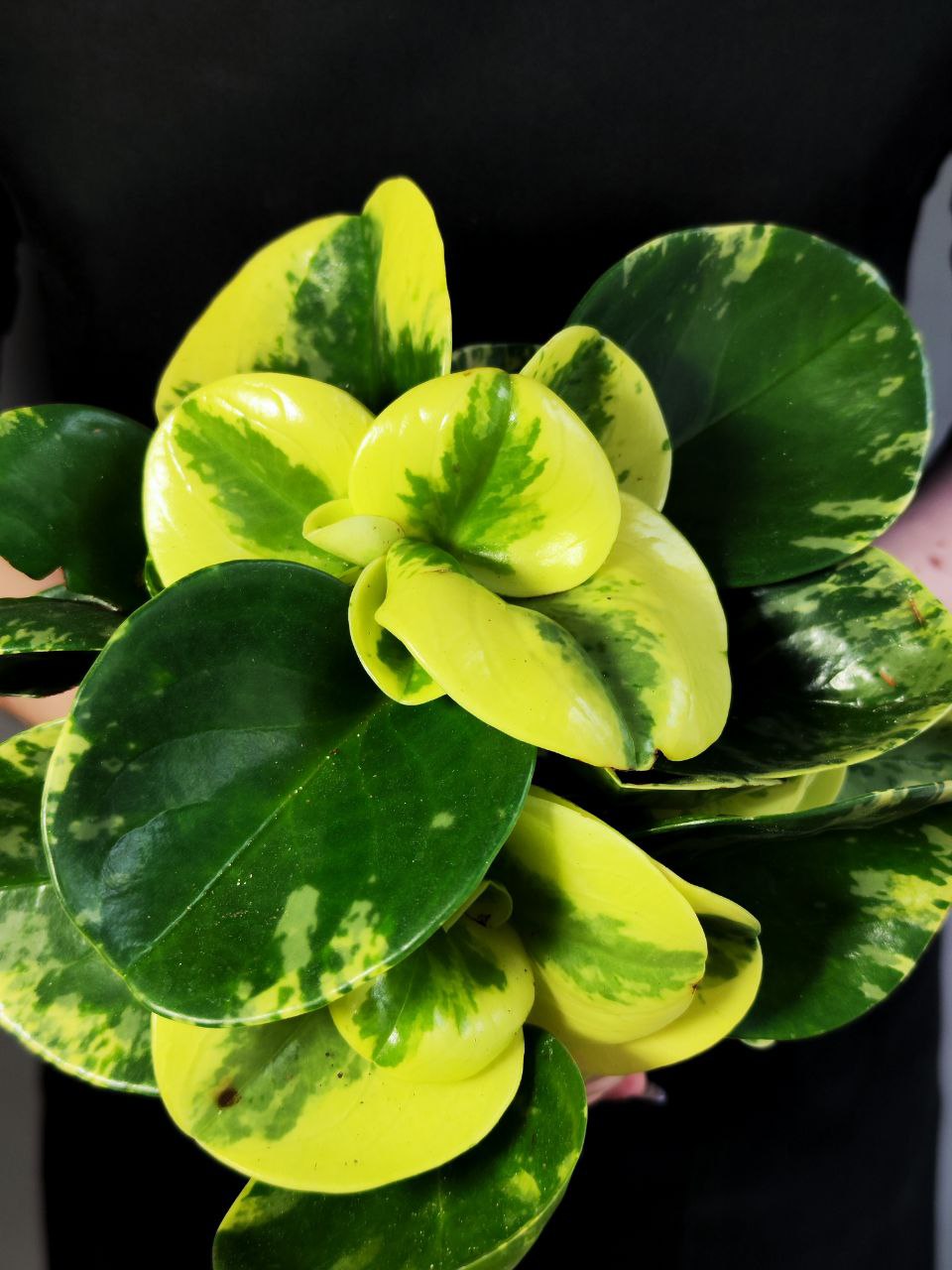 Пеперомия Грин Голд (Peperomia Obtusifolia Green Gold) D11см