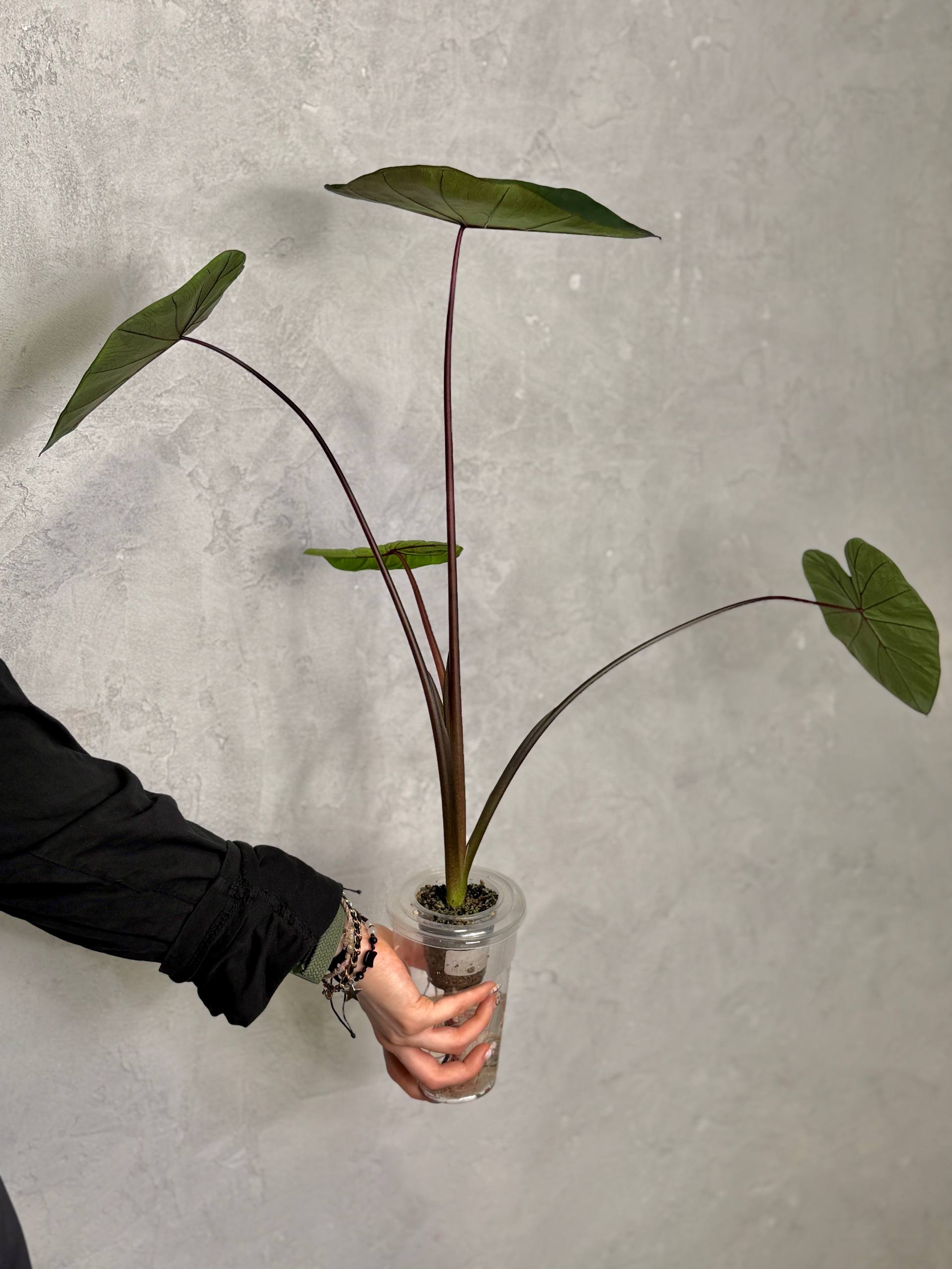Колоказия Блэк Мэджик (Colocasia Black Magic) D10см