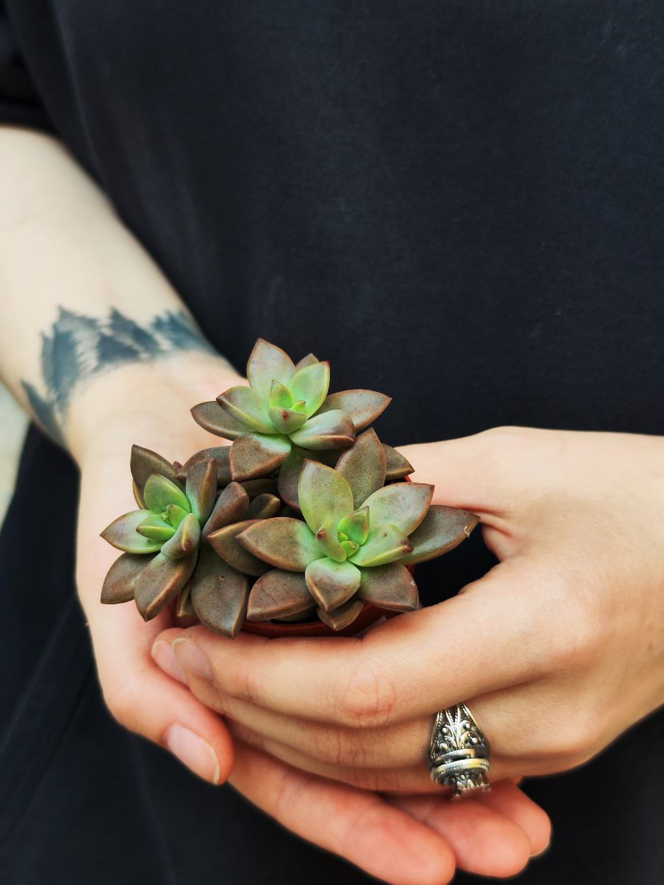 Седум Бордхат (Sedum Bordhat) D5см