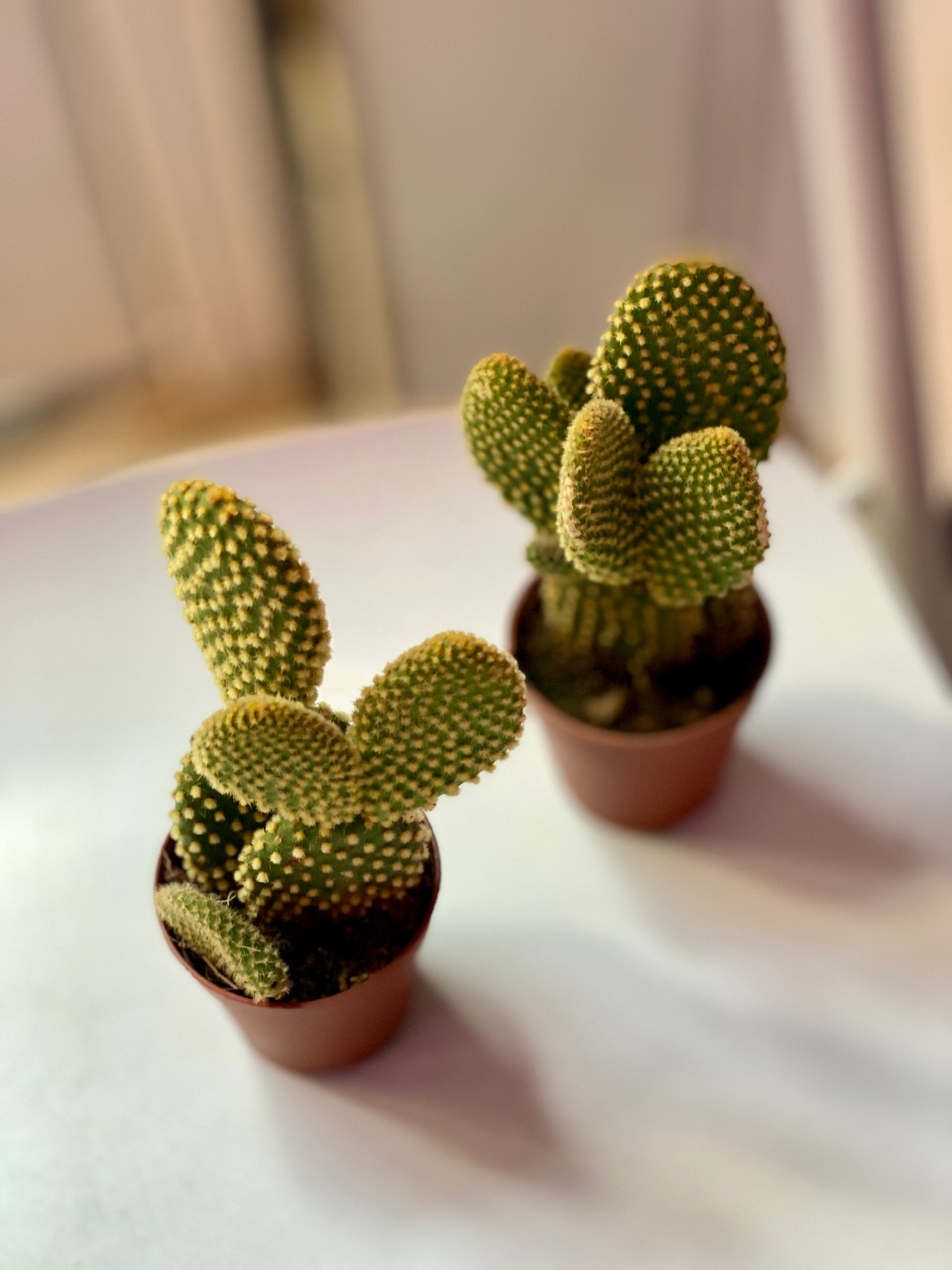 Опунция Микродазис Йеллоу (Opuntia Microdasys Yellow) D5см