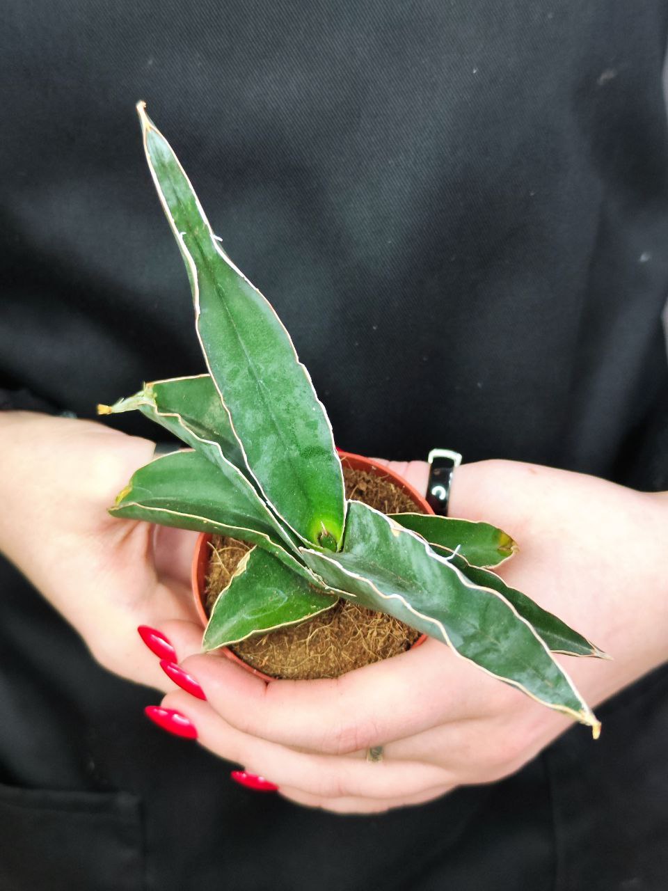 Сансевиерия Робуста (Sansevieria Robusta) D6см