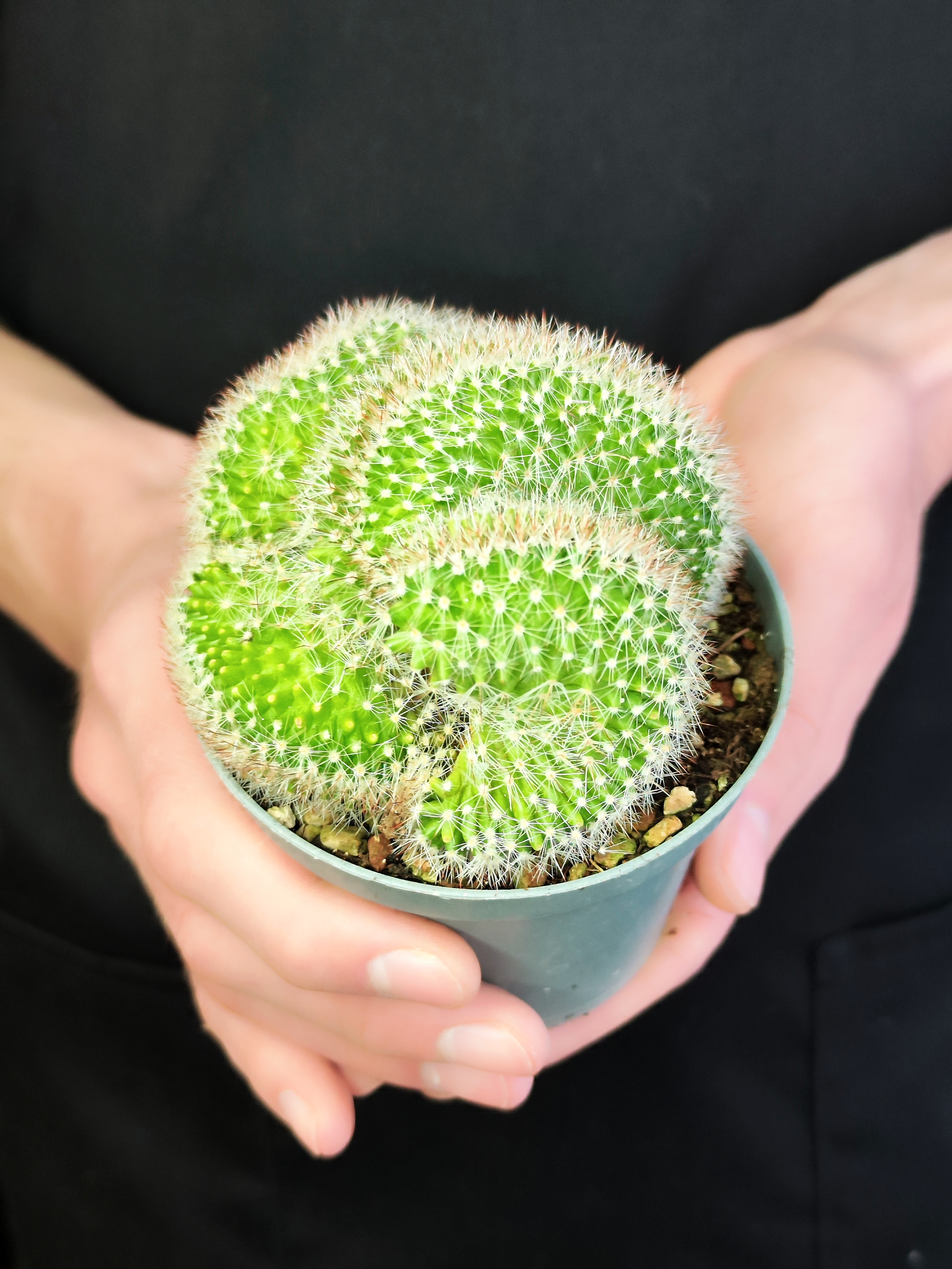 Маммилярия Эрнеста Крестата (Mammillaria Ernestii Crestata) D10см