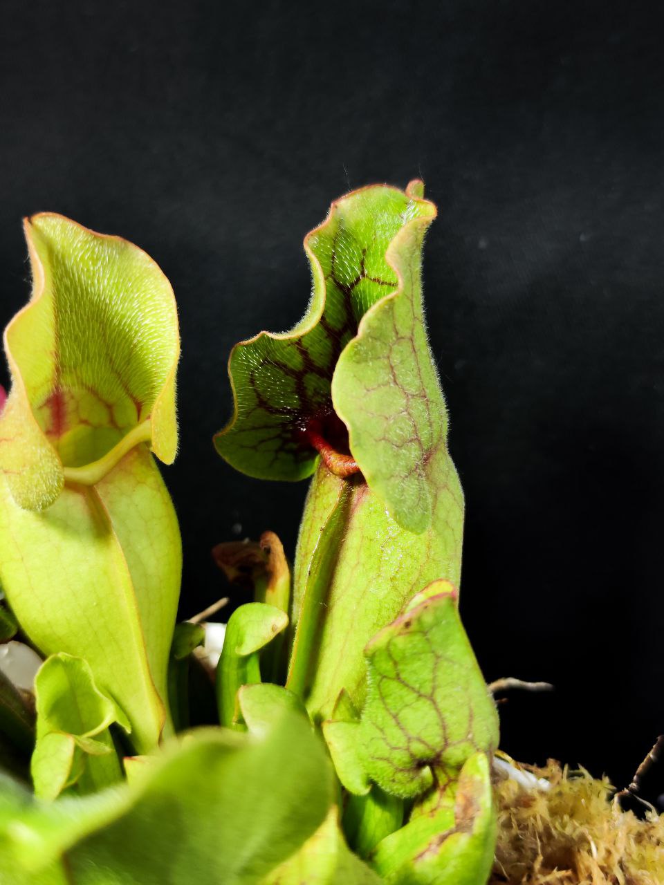 Саррацения Монтана (Sarracenia Montana) пересаженная D12см
