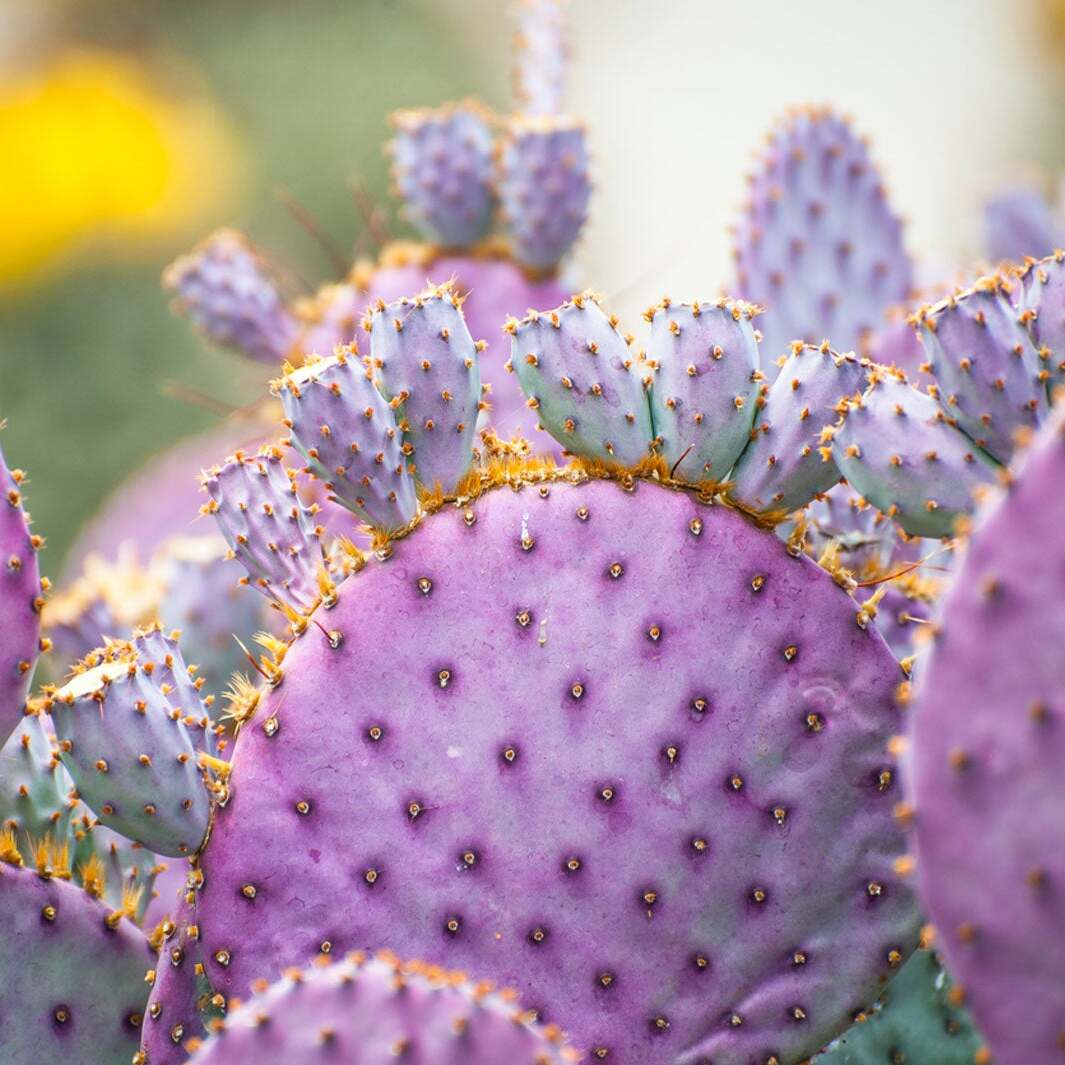 Пурпурная Опунция Макроцентра (Opuntia Macrocentra) D10см