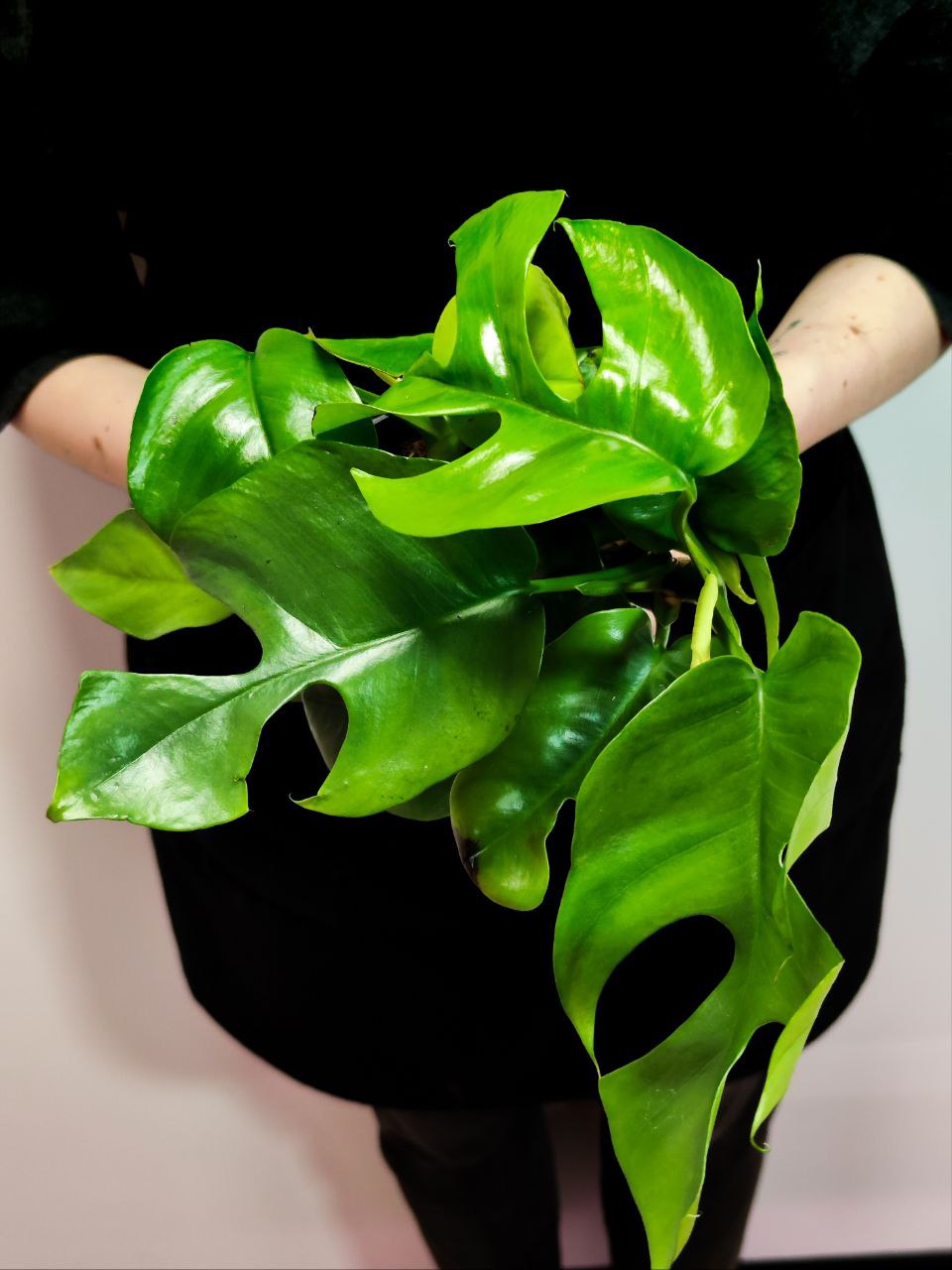 Монстера Минима (Monstera Minima) D12см