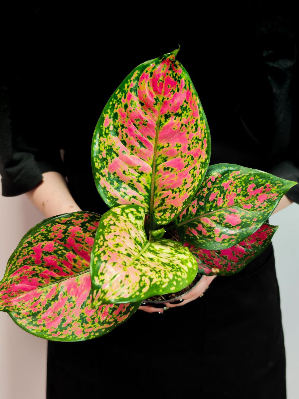 Аглаонема Кримсон Лав (Aglaonema Crimson Love) D12см