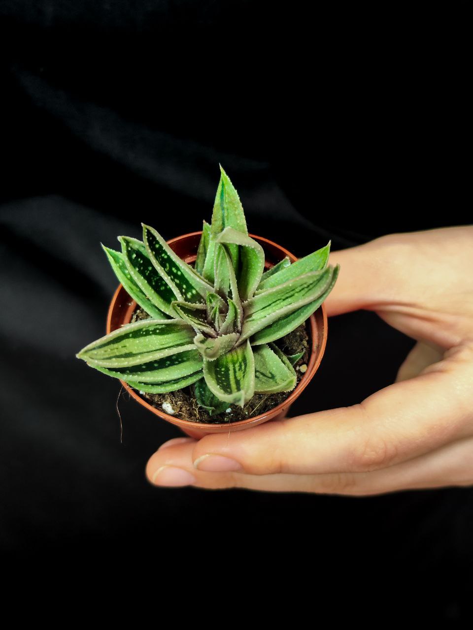 Гастералоэ Вариегата (Gasteraloe Variagata) D5см