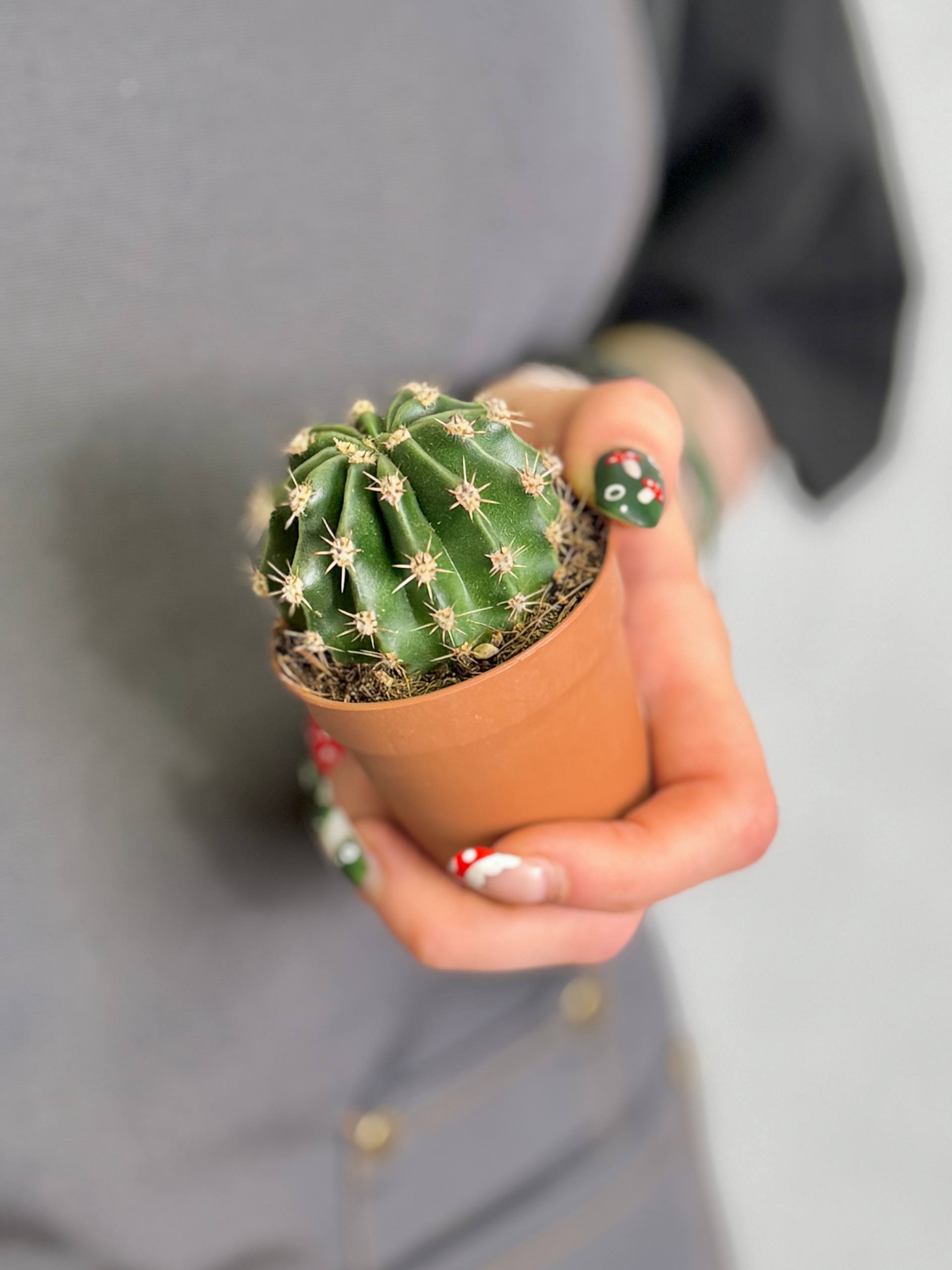 Эхинопсис Эрье (Echinopsis Eyriesii) D5см