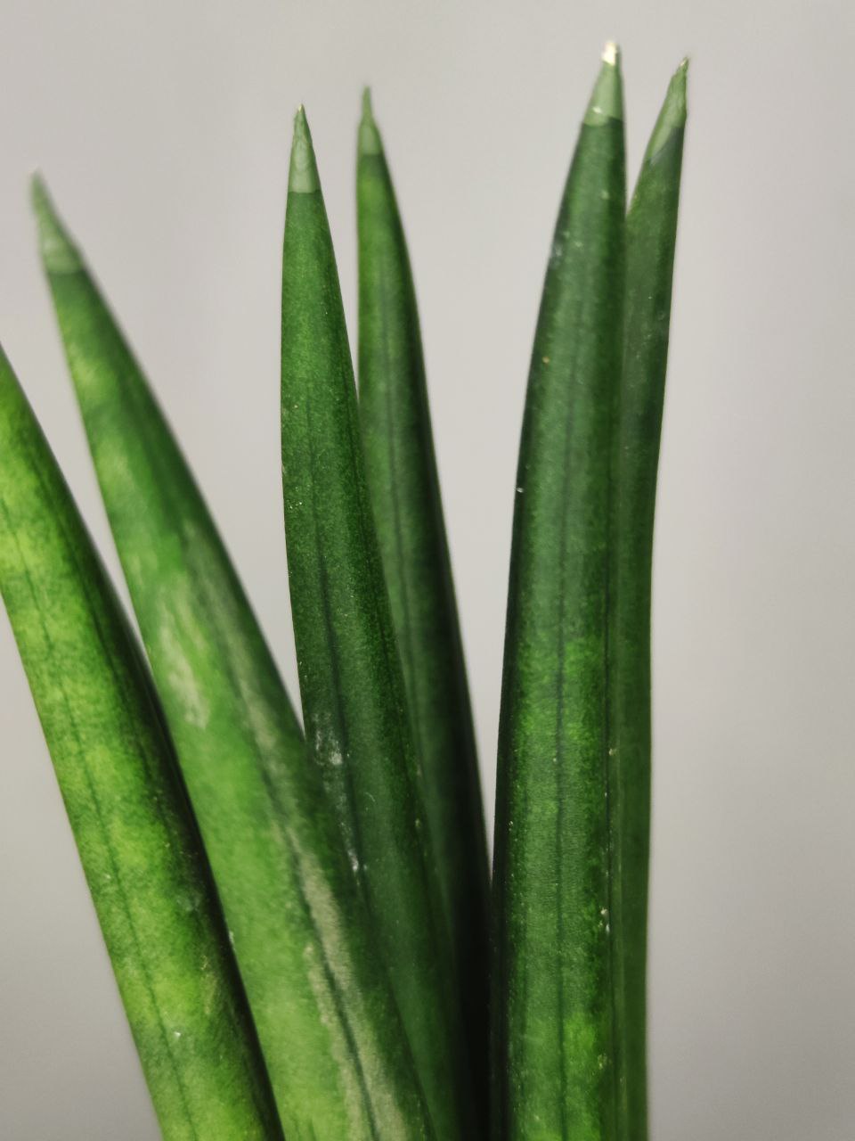 Сансевиерия Цилиндрика Стрейт (Sansevieria Cylindrica Straight) D6см