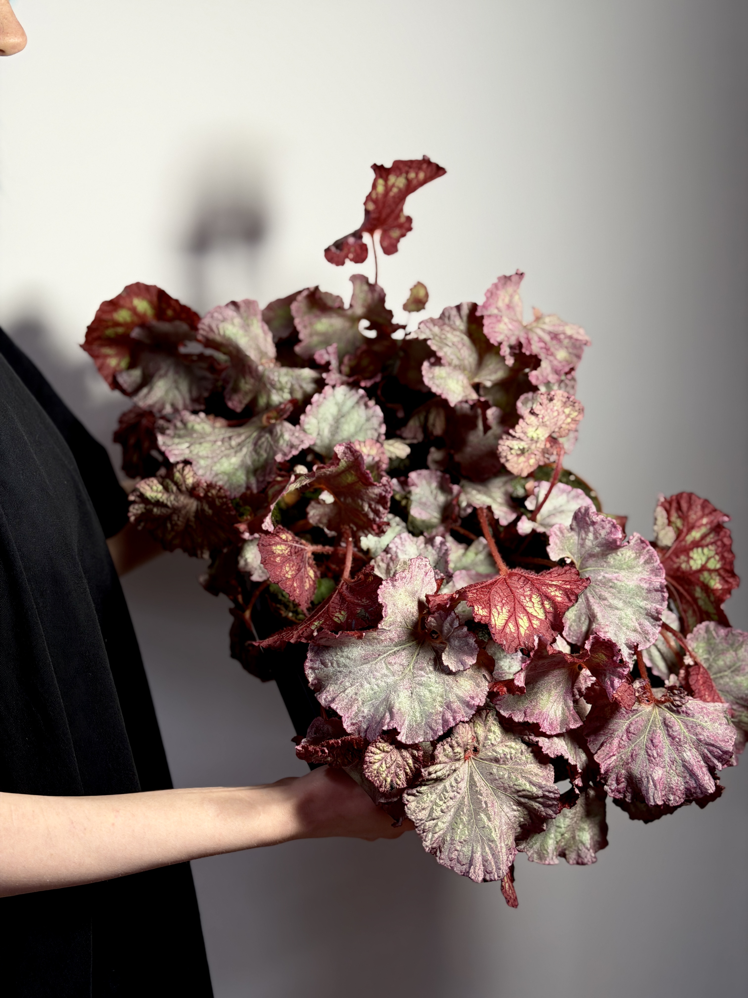 Бегония Розовая Пантера (Begonia Pink Panther) D8см