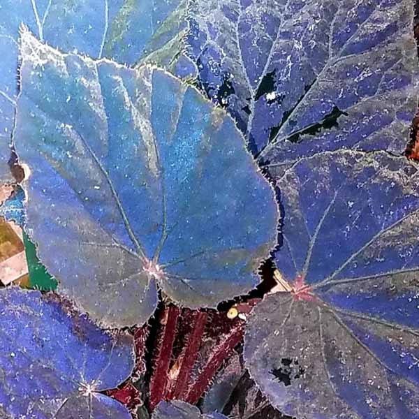 Бегония Таконит (Begonia Taconite) D8см