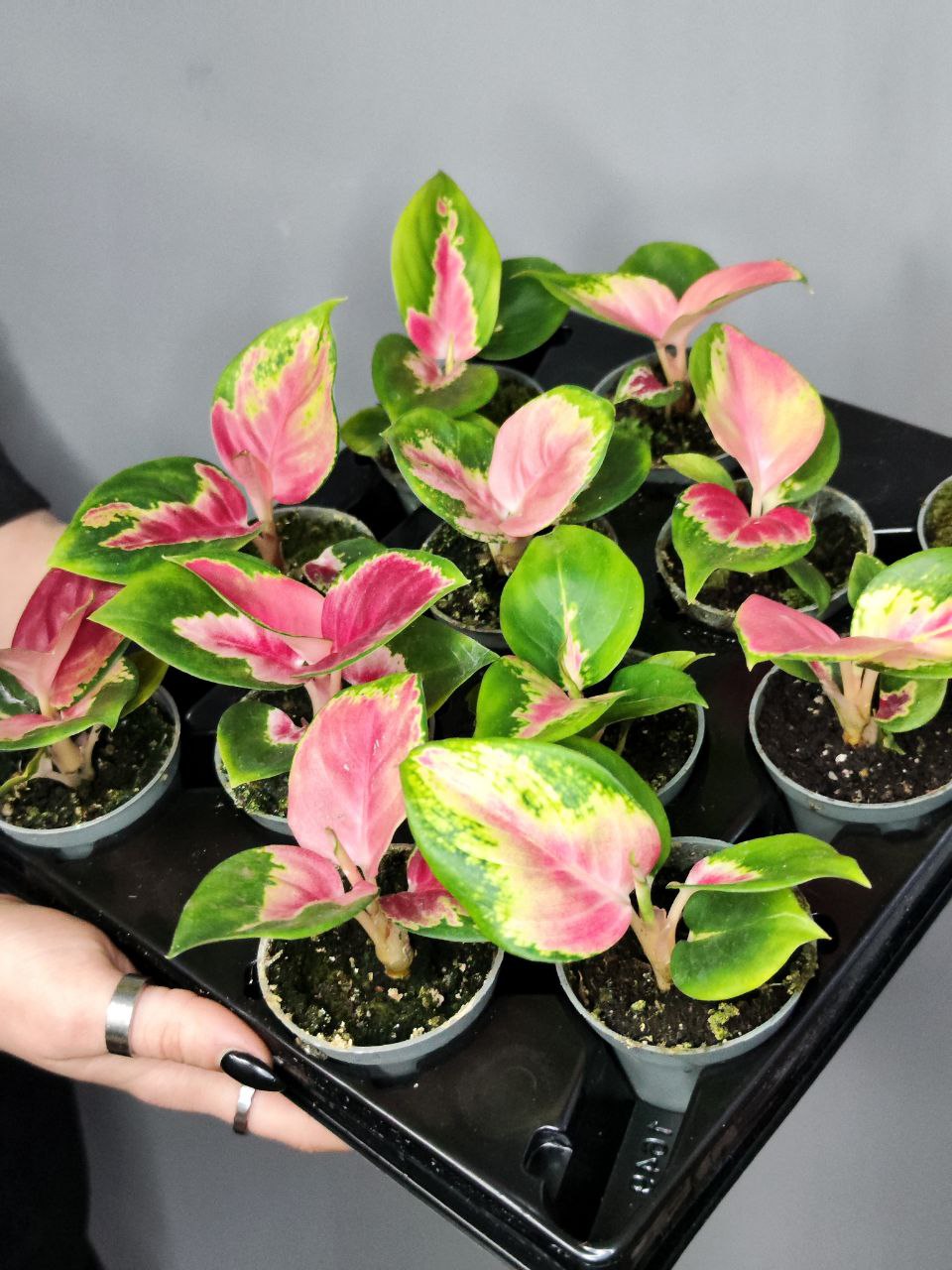 Аглаонема Красный Дракон (Aglaonema Red Dragon) D6см