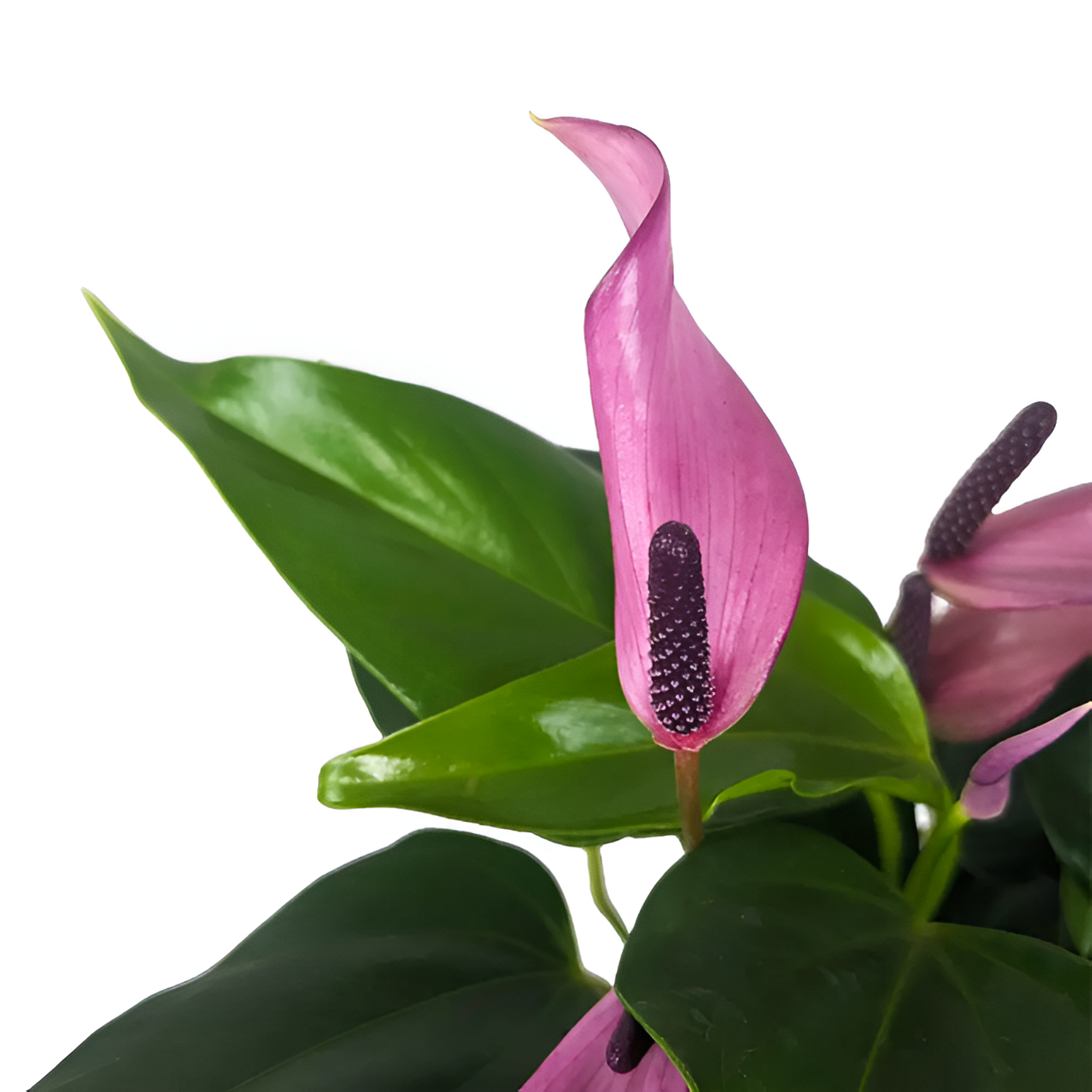 Антуриум Андре Зизу (Anthurium Andre Zizou) D12см