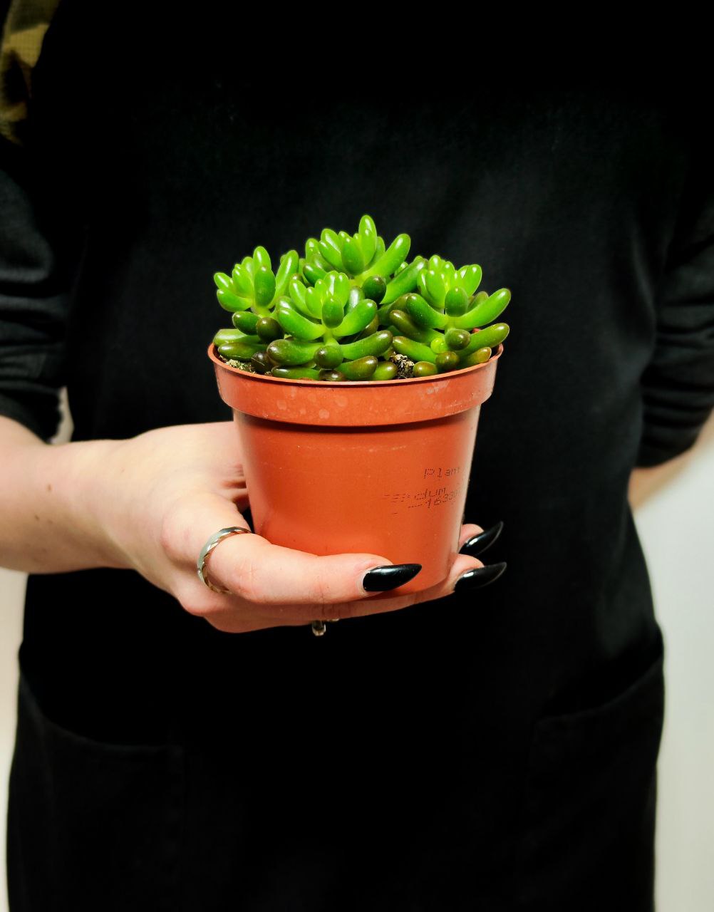 Седум Рубротинктум (Sedum Rubrotinctum) D8см