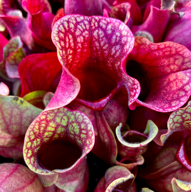Саррацения Веноза Красная (Sarracenia Venosa Red) D12см