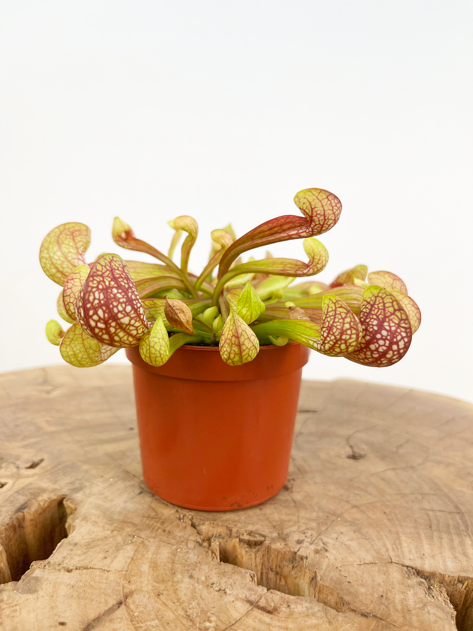 Саррацения Пситацина (Sarracenia Psittacina) D9cм