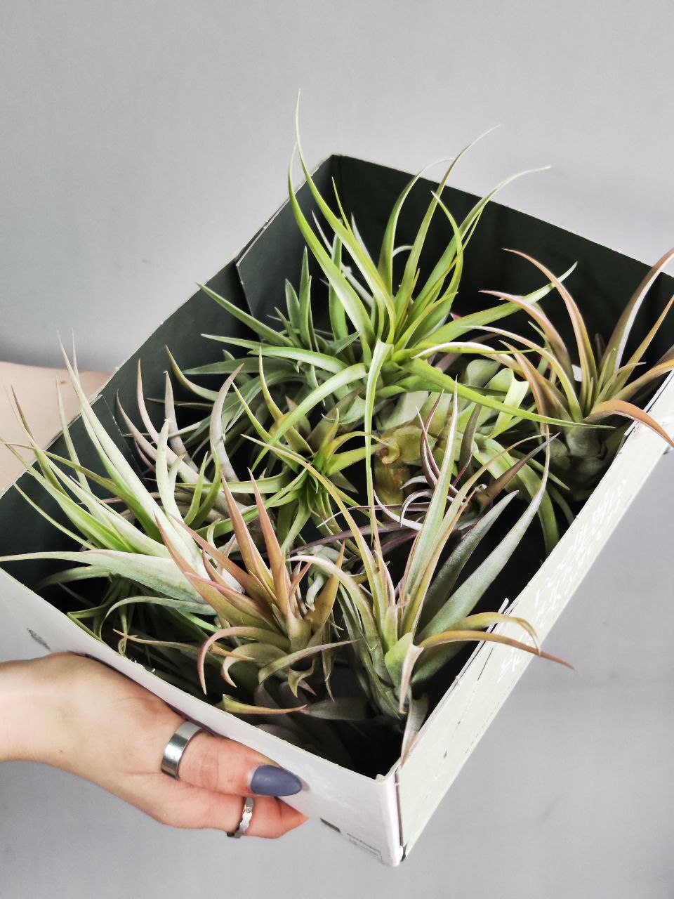 Тилландсия Мэджик Мини (Tillandsia Magic Mini)