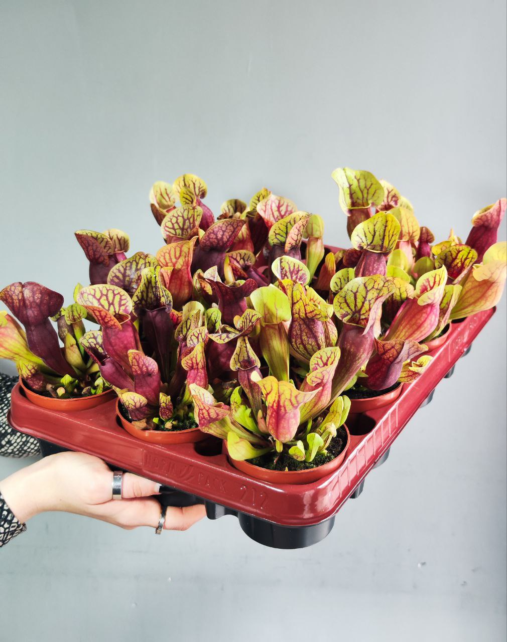 Саррацения Дракула (Sarracenia Dracula) D9см