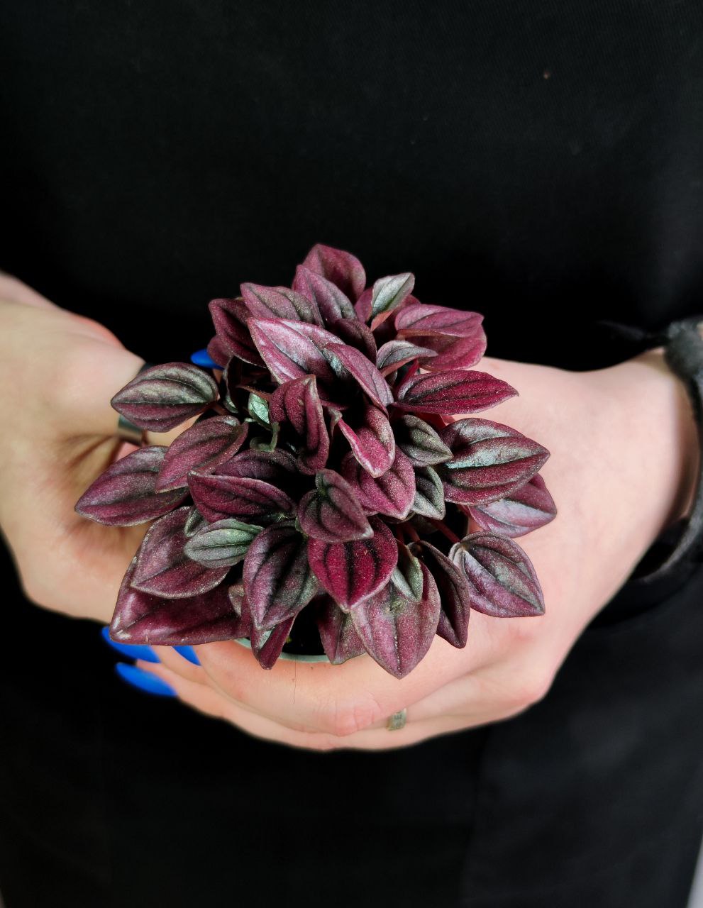 Пеперомия Каперата Кайен (Peperomia Сaperata Cayenne) D5см