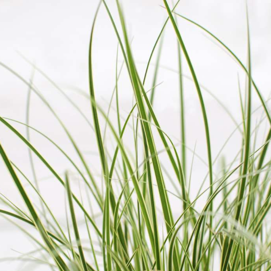 Осока Коричневатая (Carex Brunnea) 9см