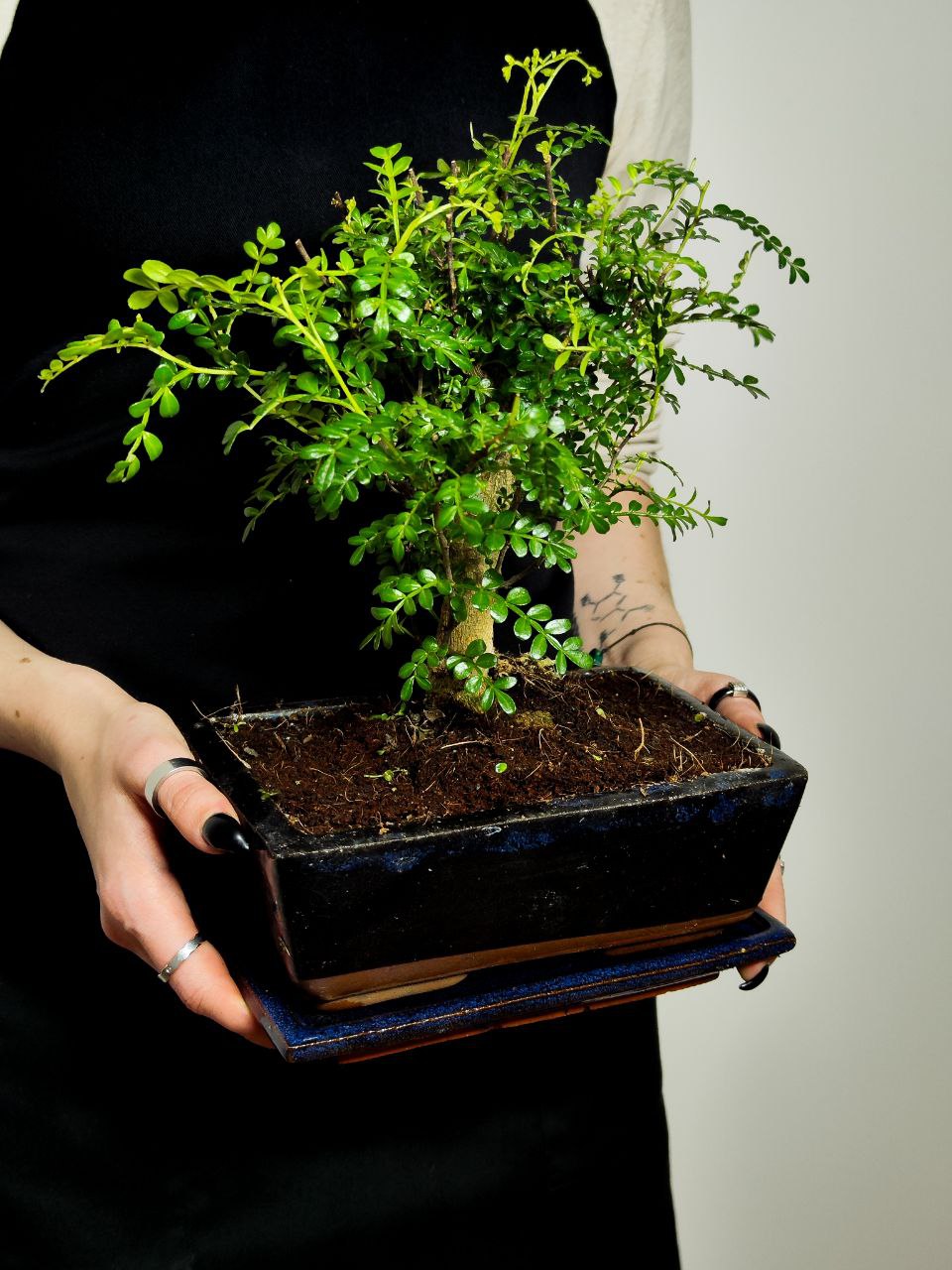 Бонсай Зантоксилум, Желтодревесник Прямой (Bonsai Zanthoxylum)