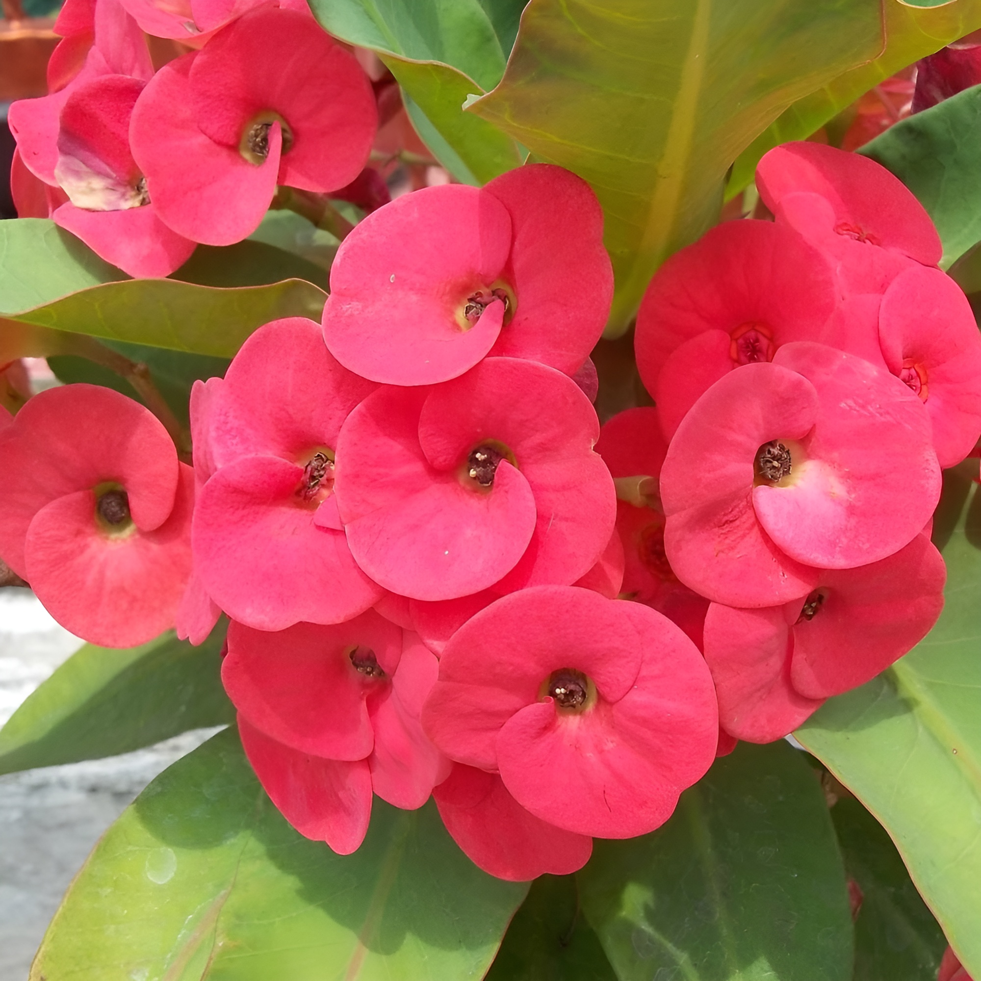 Эуфорбия Миля Розовая (Euphorbia Milii Athene) D6см