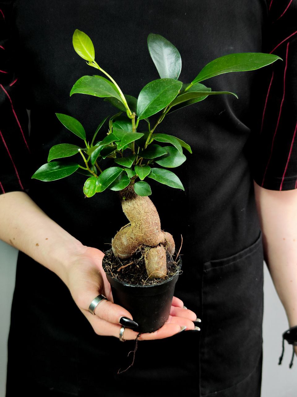 Фикус Гинсенг, или Фикус Женьшень (Ficus Ginseng) D7см