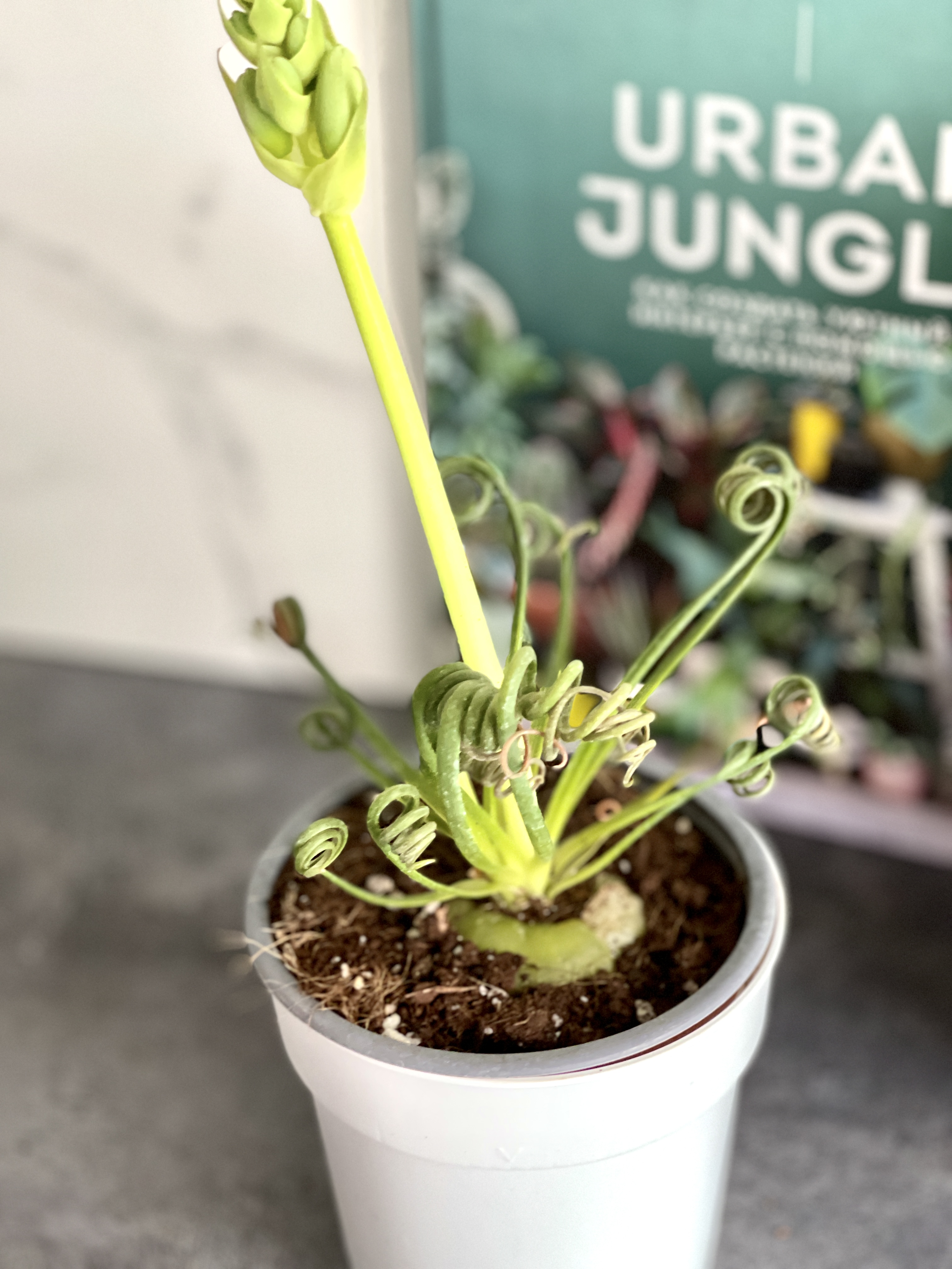 Альбука Спиральная (Albuca Spiralis) D12см