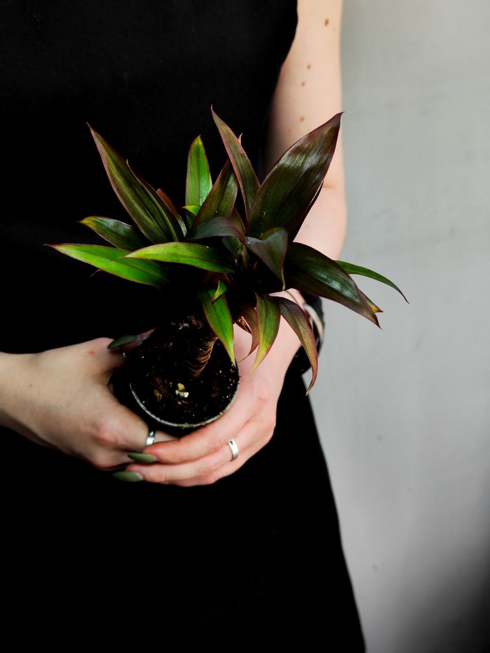 Пальма Кордилина Фрутикоза Пурпл Компакта (Cordyline Fruticosa Purple Сompacta) D6см