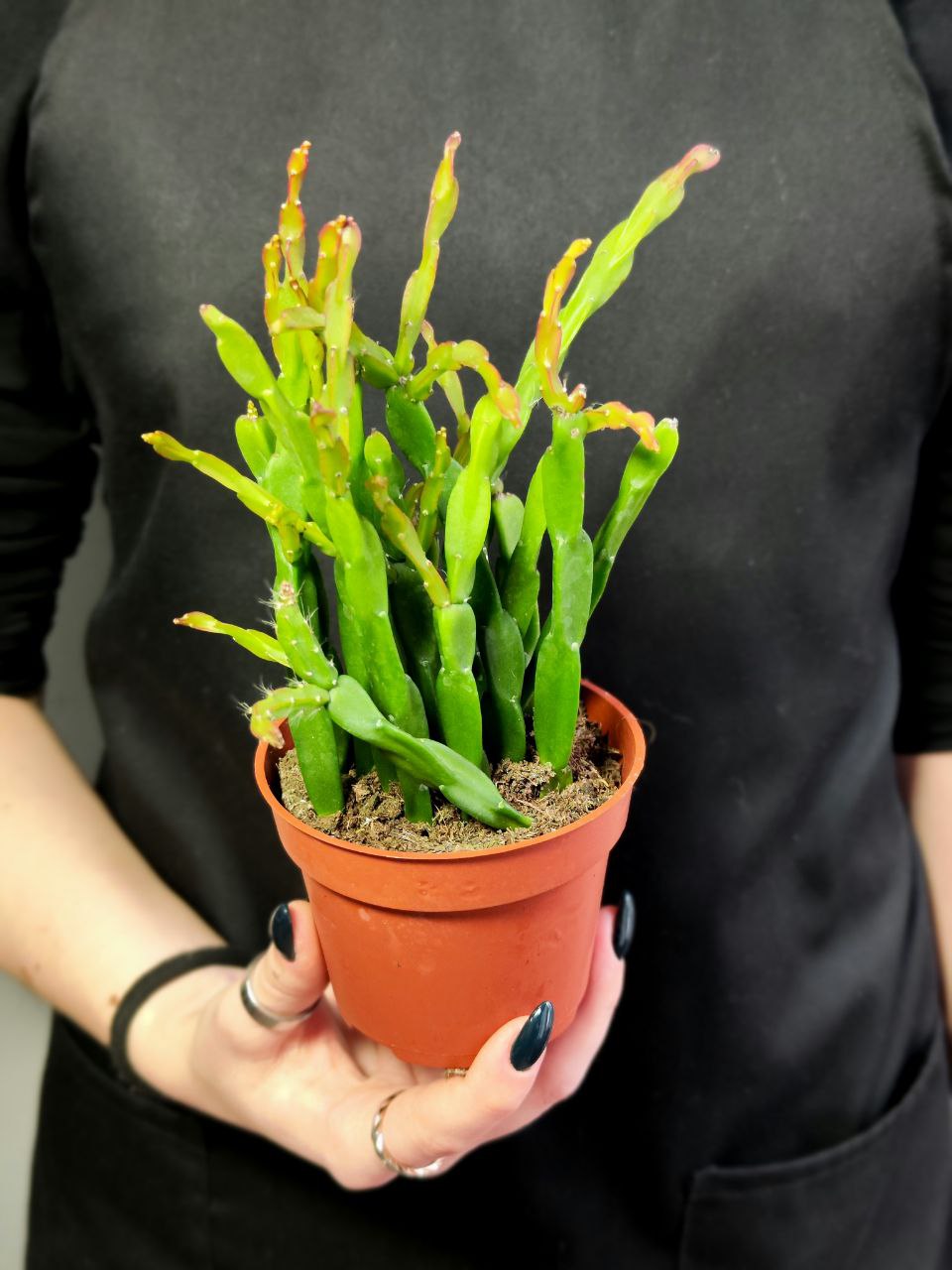 Рипсалис Парадокса (Rhipsalis Paradoxa) D8,5см