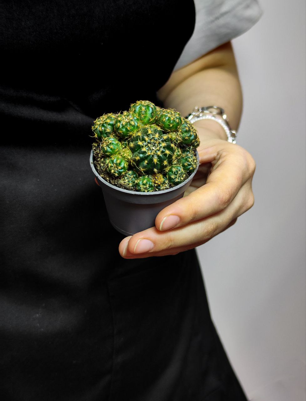 Кактус Матукана Польци (Cactus Matucana Polzii) D5см