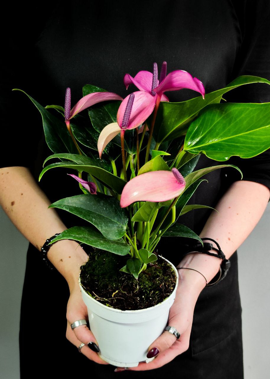 Антуриум Андре Зизу (Anthurium Andre Zizou) D12см