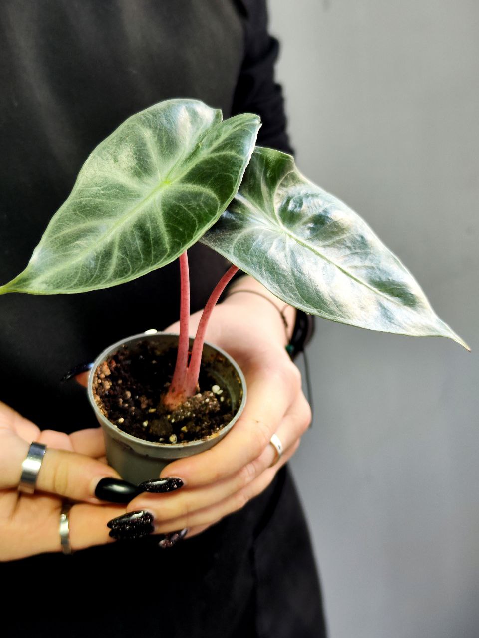 Алоказия Пинк Драгон (Alocasia Pink Dragon) D6см
