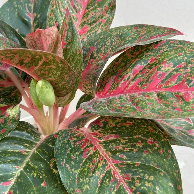Аглаонема Личи Ред (Aglaonema Lychee Red) D12см