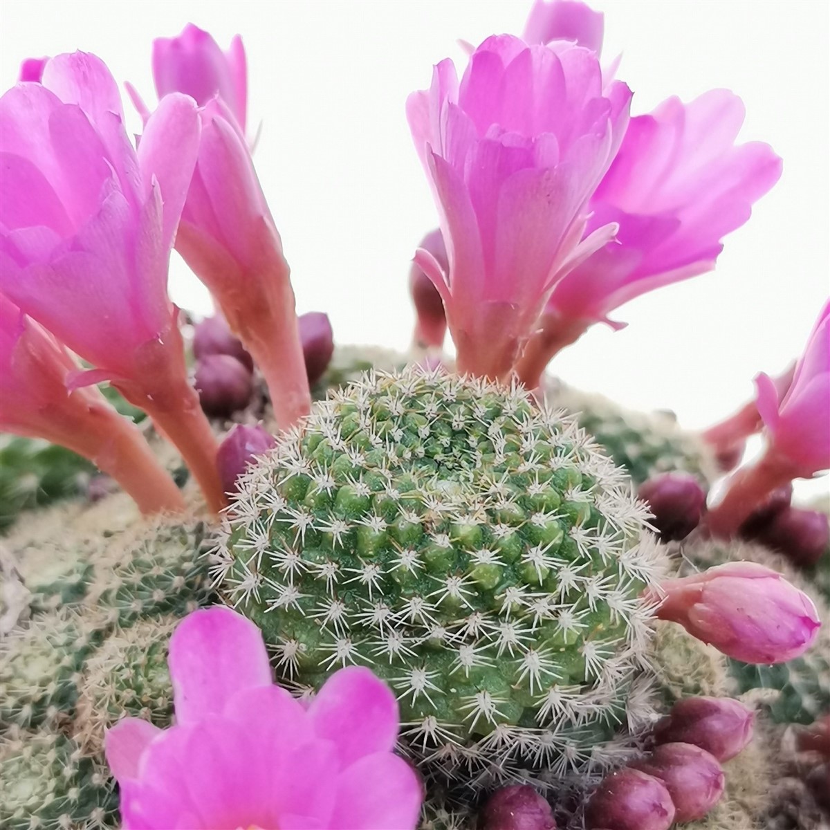 Кактус Ребуция Перплекса (Rebutia Perplexa) D5см