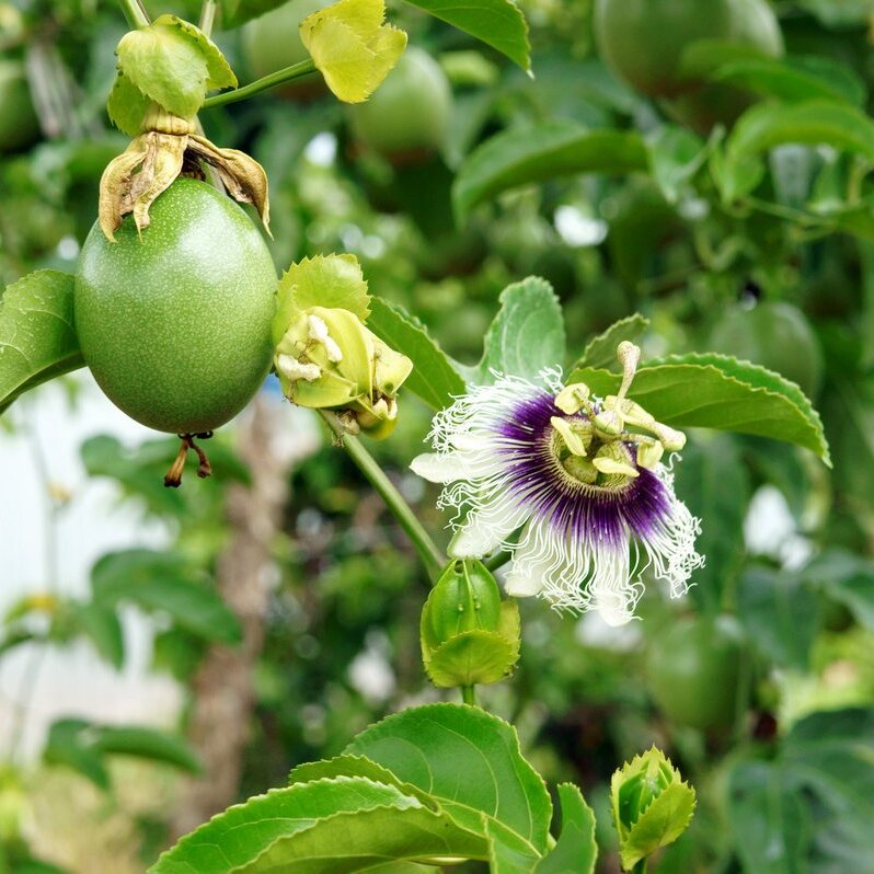 Пассифлора, или Маракуйя (Passiflora Monique Klemann) D13см