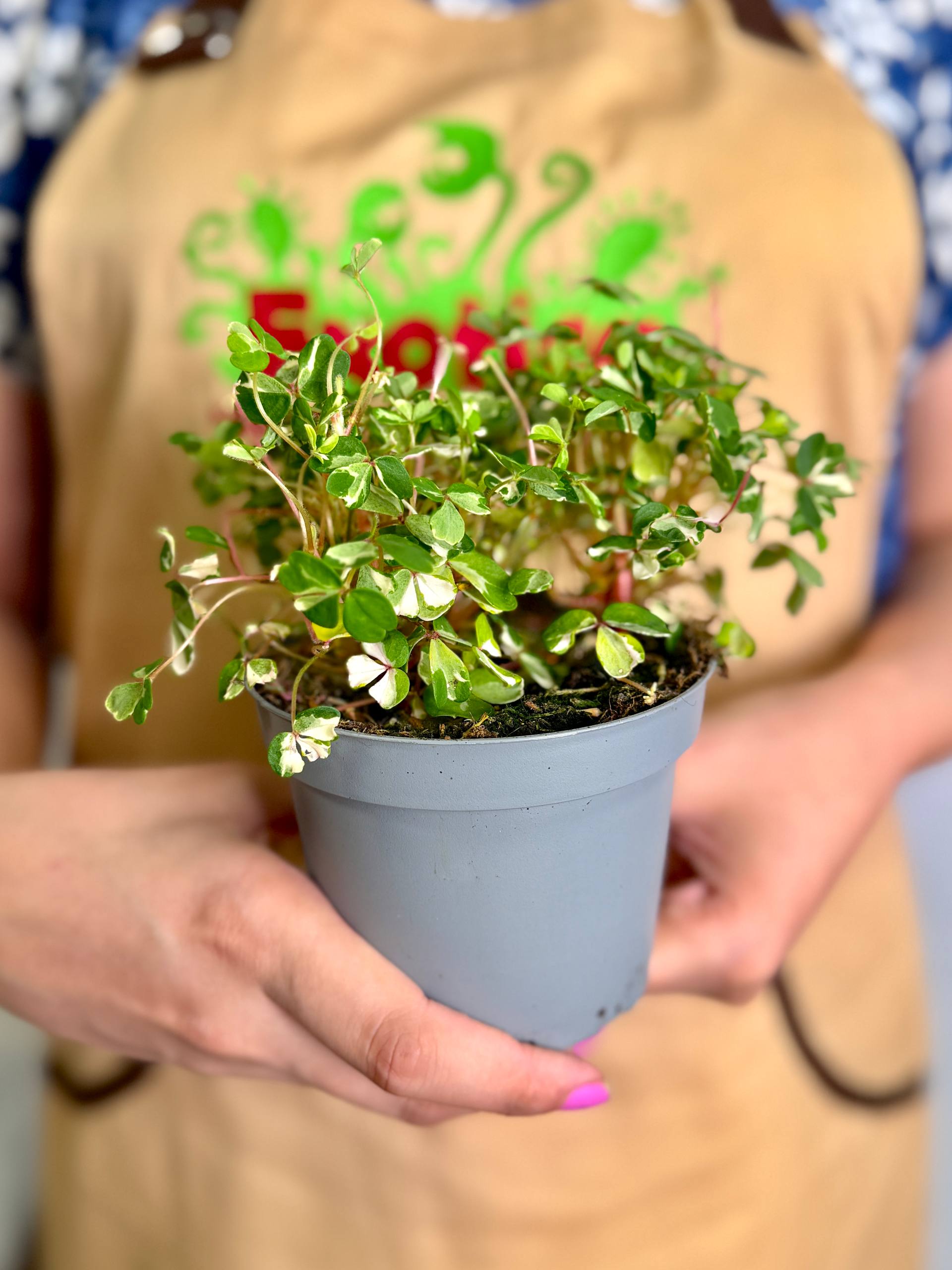 Оксалис Вулканикола Нордлис (Oxalis Spiralis Vulcanicola Nordlys) D10см
