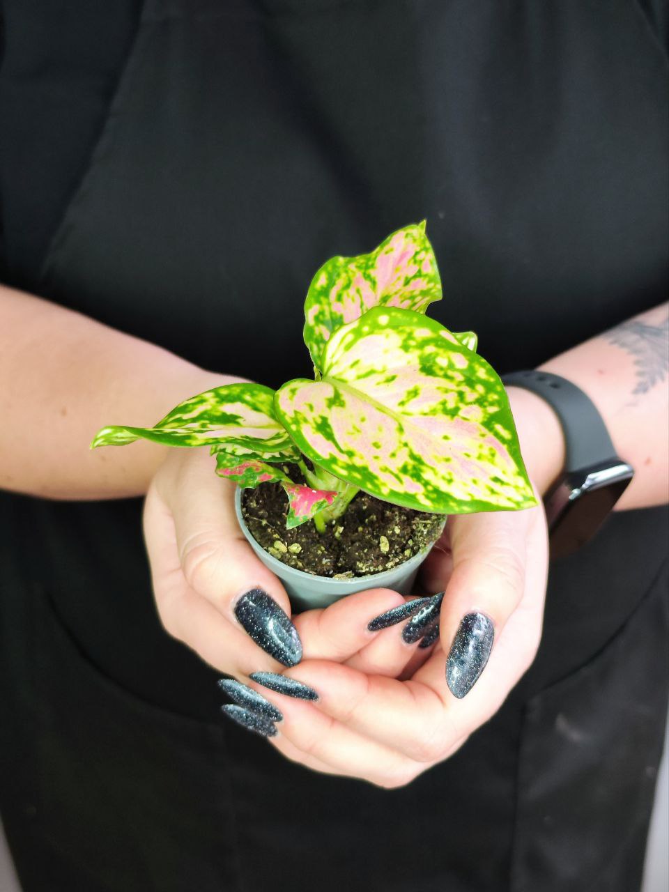 Аглаонема Ред Валентин, или Ред Валентайн (Aglaonema Red Valentine) D6см