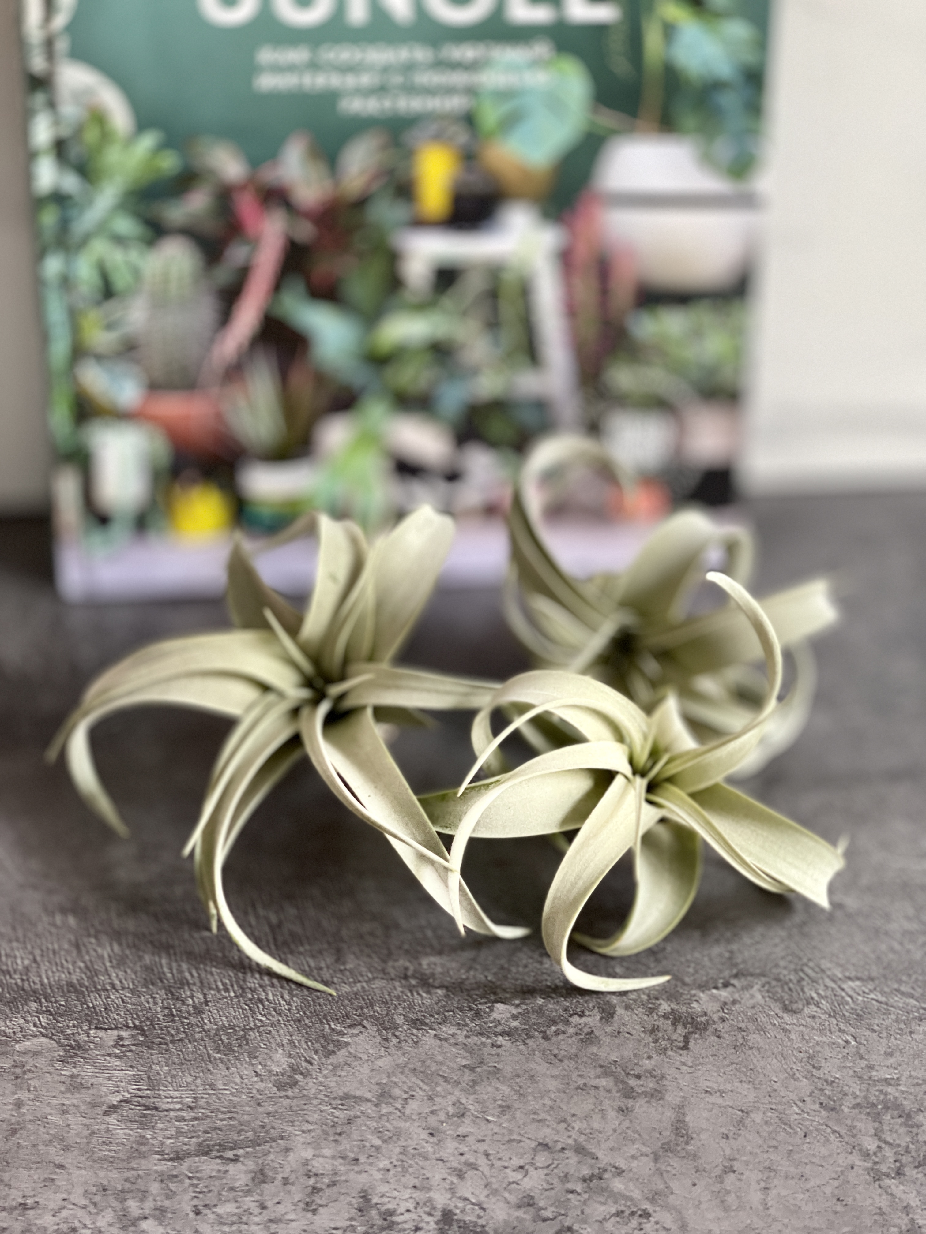 Тилландсия ксерографика, росточек (Tillandsia xerographica)